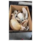 BOX OF SEA SHELLS