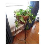 Live Ivy plant with stand