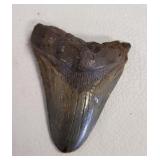 MAGALODON TOOTH