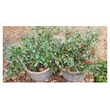 HOLLY BUSHES COMPOSITE PLANTERS