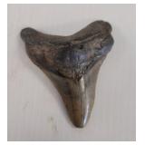 LARGE FOSSILIZED MEGALODON SHARK TOOTH