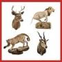 TAXIDERMY AUCTION