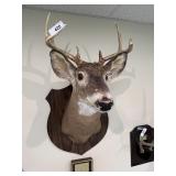 Mounted Deer Head