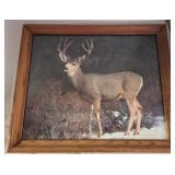 Buck Mule Deer Print in Oak Frame