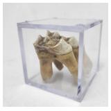 Giant Moose Tooth in Presentation Case