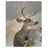 Mike deer shoulder mount with front legs