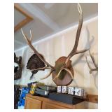 Elk antler mount