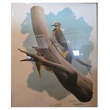 Framed art print Yellow-Shafted Flicker richard