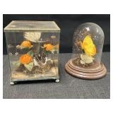 2 decorative butterfly displays.  Clear plastic