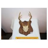 Mounted Deer Antlers