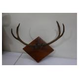 Deer Horns and Head Mount