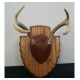 9.5 x 13 in deer antler mount