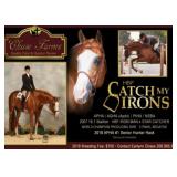 HBF Catch My Irons 2007, 16.1 hand Sorrel Overo