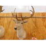 FALLOW DEER HEAD SHOULDER MOUNT