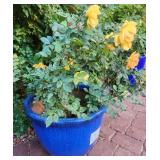 R - COBALT BLUE PLANTER W/ ROSE BUSH (O5)