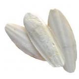 12 Bulk Cuttlebone