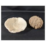 (2) Natural Coral Specimens