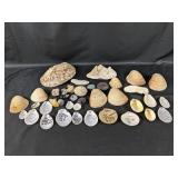 (30+) Assorted Sea Shells, Fossils, and Specimens