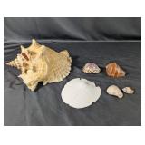 (6) Decorative Sea Shell Set