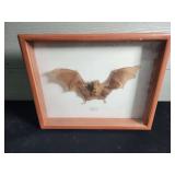 FR- FRAMED BAT