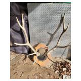 G1- ELK ANTLERS