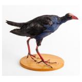 Taxidermy Western Swamphen Mount