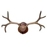 Taxidermy Mounted Deer Rack