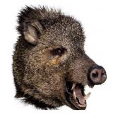 Taxidermy Javelina / Peccary Mount