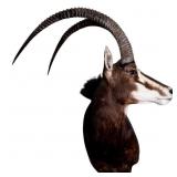 Taxidermy African Sable Antelope Shoulder Mount