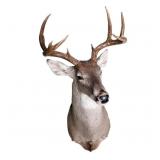 Taxidermy 4 Point Deer Shoulder Mount