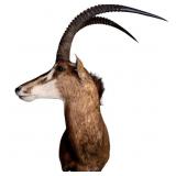 Taxidermy African Sable Antelope Shoulder Mount