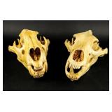 Taxidermy Lot Of 2 Jackal Skulls