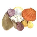 9 Sea Shell Specimens