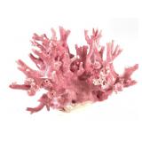 Pink Californa Coral