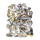 75+ Assorted Shells