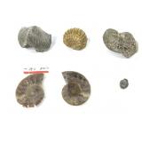 6 Fossil Specimens, Trilobite, Brachiopod+