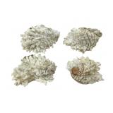 4 Chama Lazaurs Leafy Jewel Box Shells