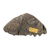 Fossilized Wooly Mammoth Tooth - 6.5 Lbs