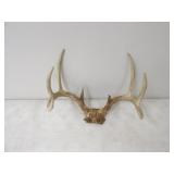 8pt Deer Antlers