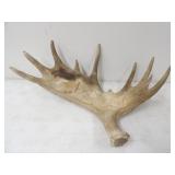 Moose Antler