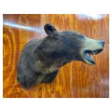 10 1/2 Year Old Cinnamon/Brown Bear Shoulder Mount