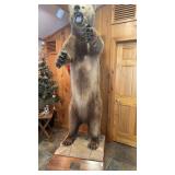 Alaskan grizzly bearï¿½ Standing mount