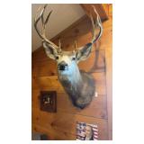 Colorado mule deerï¿½ Shoulder mount