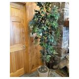 Ficus tree- approx 6 ft