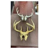 Lot of 2 Deer Skulls and Antlers