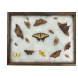 Butterfly & Moth Specimen Collection