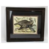 Wild Mexican Turkey color lithograph print framed