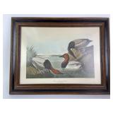 Vintage Canvas Backed Duck by Aubudon Framed Print