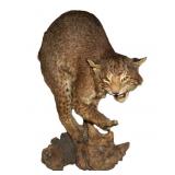 bobcat taxidermy