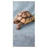 Box Turtle Statue/Decor.  Approximately 13"x8"x5"